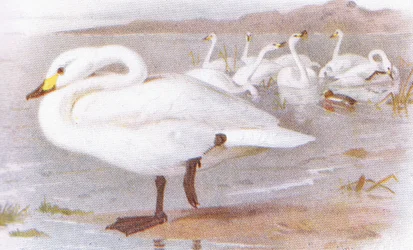Cygne de Bewick